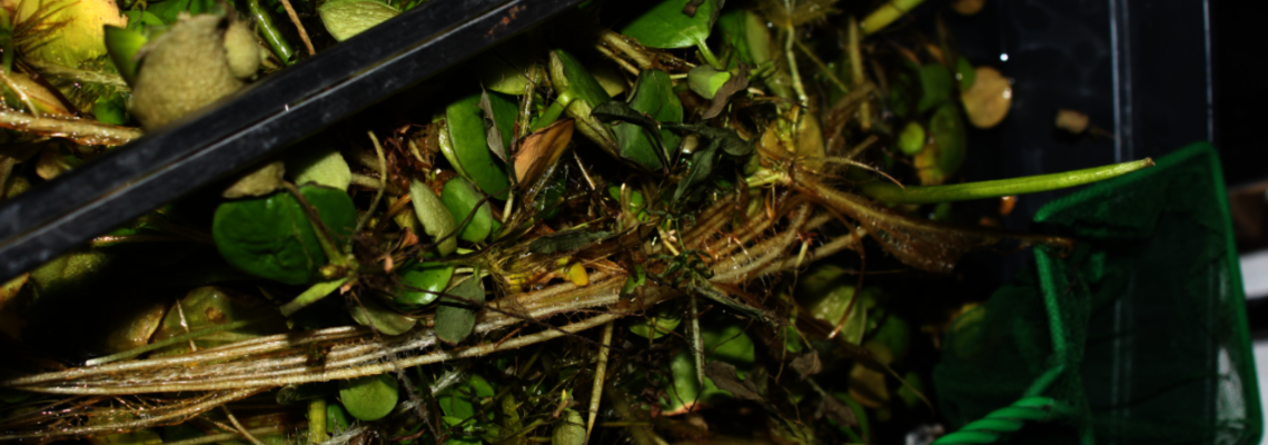 Südamerikanscher Froschbiss beschnitten